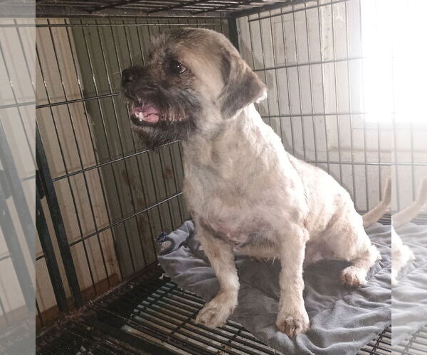 Medium Photo #2 Pekingese-Tibetan Terrier Mix Puppy For Sale in Bonifay, MO, USA