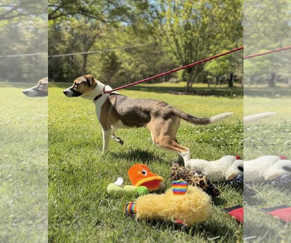 Medium Photo #7 Australian Shepherd-Unknown Mix Puppy For Sale in Yardley, PA, USA