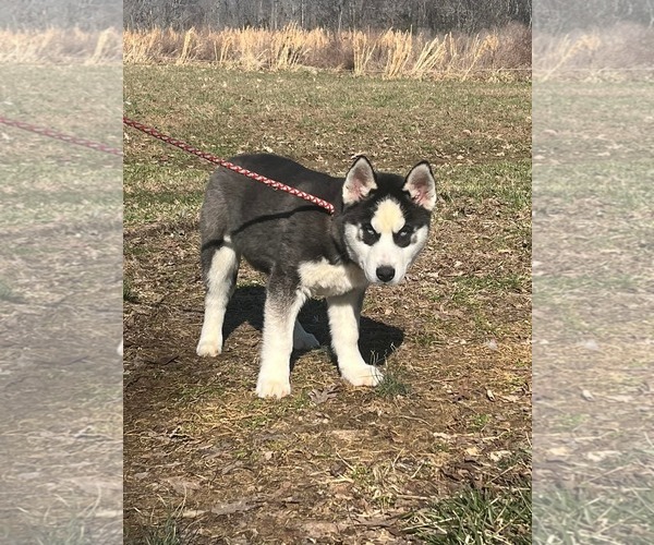 Medium Photo #4 Siberian Husky Puppy For Sale in HOPKINSVILLE/PRINCETON, KY, NH, USA