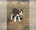 Small #3 Siberian Husky