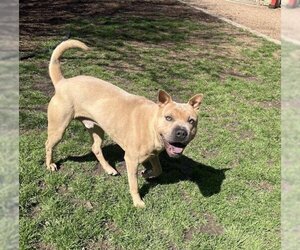 Chinese Shar-Pei-Unknown Mix Dogs for adoption in Plano, TX, USA