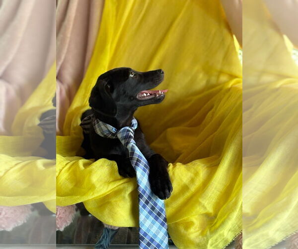 Medium Photo #7 Labrador Retriever-Unknown Mix Puppy For Sale in Sanford, FL, USA