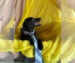 Small #6 Labrador Retriever Mix