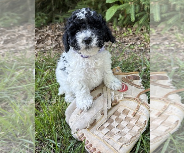 Medium Photo #2 Havapoo Puppy For Sale in MIDDLEBURY, IN, USA