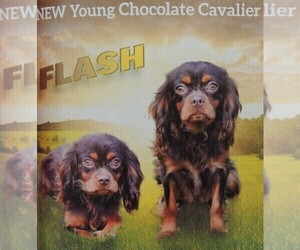 Father of the Cavalier King Charles Spaniel puppies born on 01/29/2023