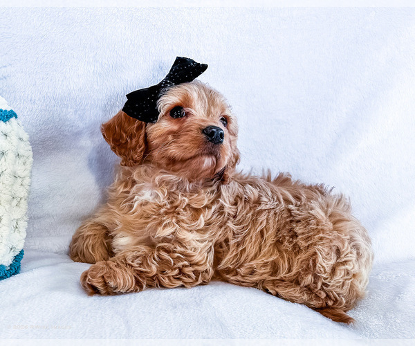 Medium Photo #2 Cavapoo (Miniature) Puppy For Sale in WAKARUSA, IN, USA