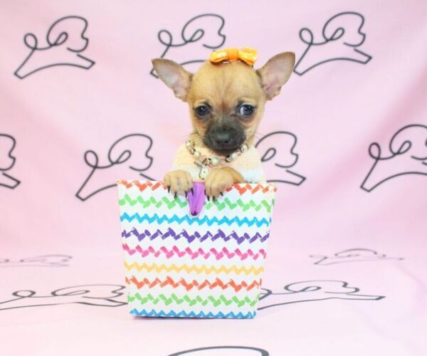 Medium Photo #19 Chihuahua Puppy For Sale in LAS VEGAS, NV, USA