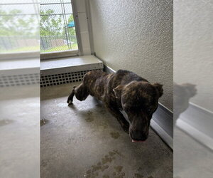 Dachshund-Unknown Mix Dogs for adoption in Temple, TX, USA
