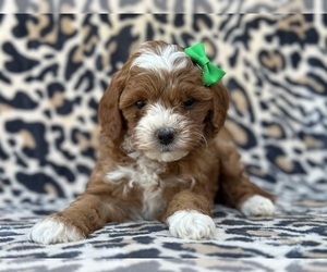 Goldendoodle (Miniature) Puppy for sale in LANCASTER, PA, USA