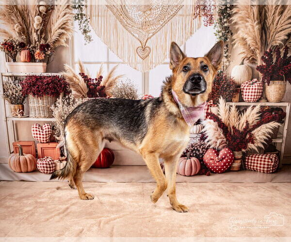 Medium Photo #2 Siberian Husky-Unknown Mix Puppy For Sale in Aurora, CO, USA