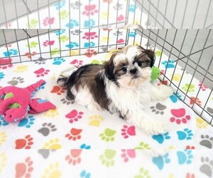 Shih Tzu Puppy for sale in ORO VALLEY, AZ, USA
