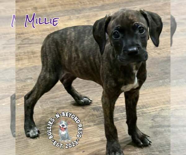 Medium Photo #2 Labrador Retriever-Unknown Mix Puppy For Sale in Omaha, NE, USA