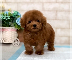 Poodle (Miniature) Puppy for sale in LOS ANGELES, CA, USA