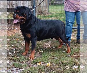 Father of the Rottweiler puppies born on 11/10/2023