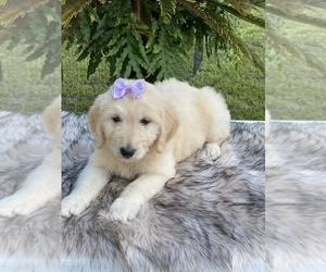 Goldendoodle Puppy for sale in KISSIMMEE, FL, USA