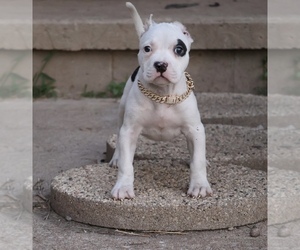 American Bully Puppy for sale in CHAMPAIGN, IL, USA