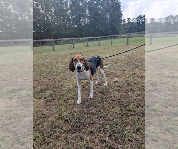 Medium Photo #4 Treeing Walker Coonhound Puppy For Sale in Canton, CT, USA