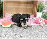 Small #1 Schnauzer (Miniature)