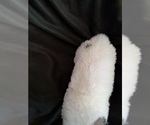 Small Photo #13 Great Pyrenees Puppy For Sale in BANCROFT, WI, USA