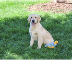 Gilbert - Male Golden Retriever Puppy for Sale - Photo #3