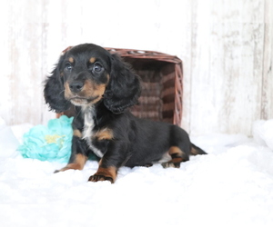 Dachshund Puppy for sale in SHILOH, OH, USA