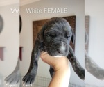 Puppy White Collar Daniff-Neapolitan Mastiff Mix