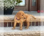 Small Photo #17 Golden Retriever Puppy For Sale in WOLCOTT, IN, USA