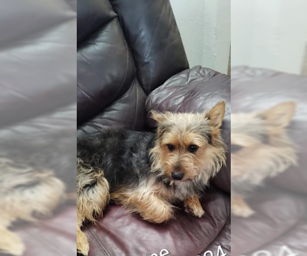 Medium Photo #2 Mutt Puppy For Sale in Cranston, RI, USA