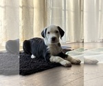 Small Photo #11 Great Dane-Sheepadoodle Mix Puppy For Sale in EGG HARBOR CITY, NJ, USA