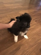 Pomeranian Puppy for sale in PALM BAY, FL, USA