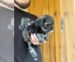 Small Photo #11 Schnauzer (Miniature) Puppy For Sale in SPENCER, TN, USA