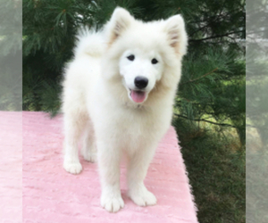 Pomeranian Puppy for sale in PEYTON, CO, USA