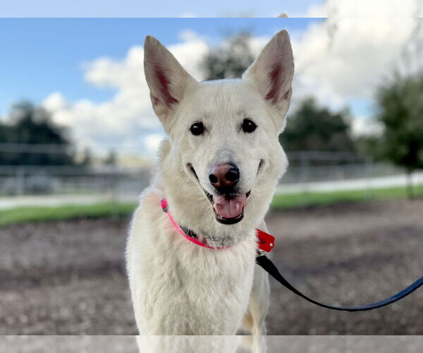 Medium Photo #1 German Shepherd Dog Puppy For Sale in San Diego, CA, USA