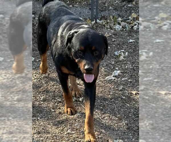 Medium Photo #2 Rottweiler Puppy For Sale in Minneapolis, MN, USA