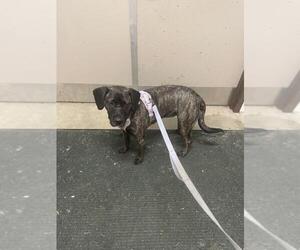 Plott Hound-Unknown Mix Dogs for adoption in Derwood, MD, USA