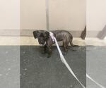 Small Plott Hound Mix