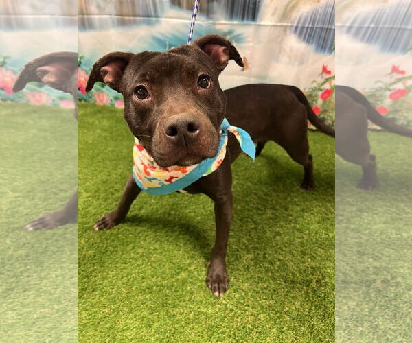 Medium Photo #3 Mutt Puppy For Sale in Euless, TX, USA