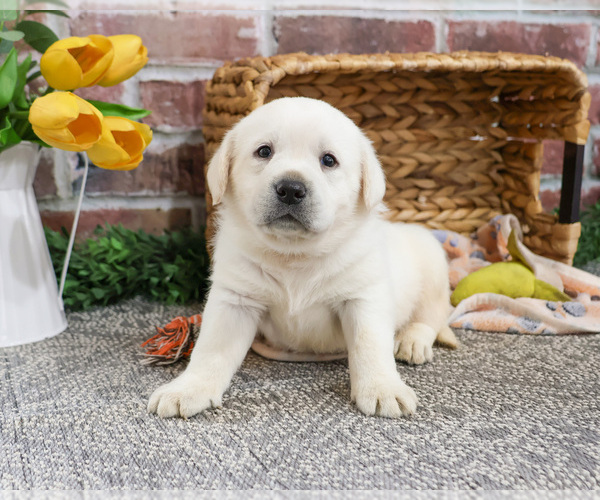 Medium Photo #4 Labrador Retriever Puppy For Sale in SYRACUSE, IN, USA