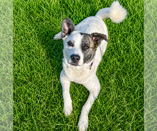 Medium Photo #16 American Staffordshire Terrier-Border Collie Mix Puppy For Sale in Huntley, IL, USA