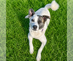 Small #15 American Staffordshire Terrier-Border Collie Mix