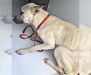 Black Mouth Cur-Unknown Mix Dogs for adoption in Houston, TX, USA