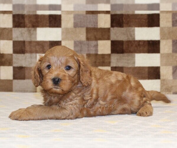 Medium Photo #2 Cavapoo (Miniature) Puppy For Sale in DENVER, PA, USA