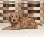 Small #1 Cavapoo (Miniature)