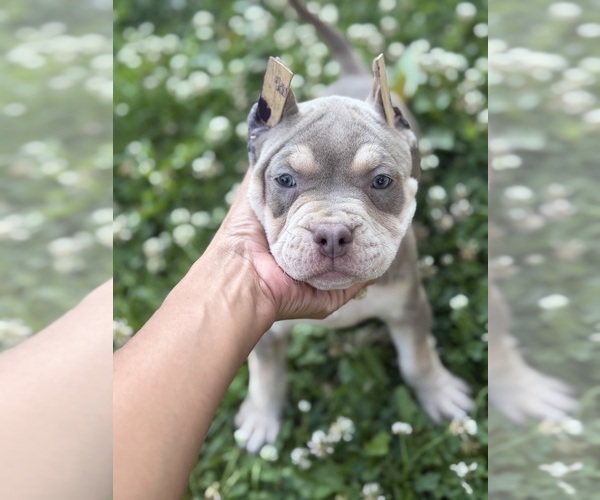 Medium Photo #1 American Bully Puppy For Sale in BROCKTON, MA, USA