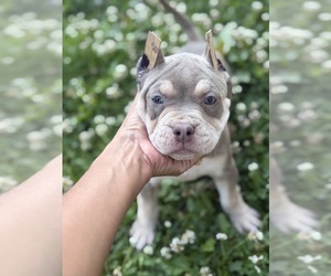 American Bully Puppy for sale in BROCKTON, MA, USA