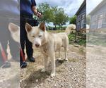 Small Siberian Husky Mix