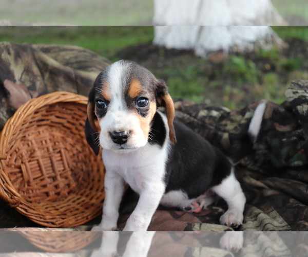 Medium Photo #1 Beagle Puppy For Sale in SHILOH, OH, USA