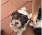 Small #2 Havanese