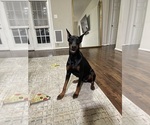 Small Photo #2 Doberman Pinscher Puppy For Sale in HOUSTON, TX, USA