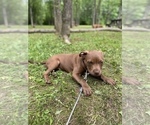 Small Photo #13 American Bully Puppy For Sale in HILTON, NY, USA